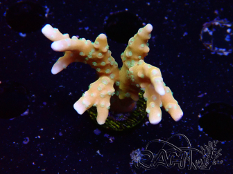 WYSIWYG - MH Tropicana Anacropora