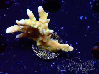 WYSIWYG - MH Tropicana Anacropora