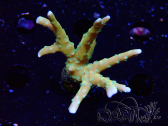 WYSIWYG - MH Tropicana Anacropora