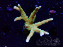 WYSIWYG - MH Tropicana Anacropora