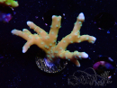 WYSIWYG - MH Tropicana Anacropora