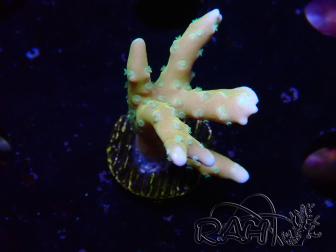 WYSIWYG - MH Tropicana Anacropora