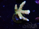 WYSIWYG - MH Tropicana Anacropora