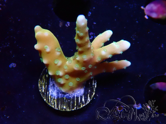 WYSIWYG - MH Tropicana Anacropora