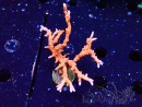 WYSIWYG - JF TNT Anacropora