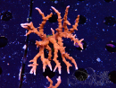 WYSIWYG - JF TNT Anacropora