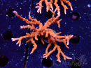 WYSIWYG - JF TNT Anacropora