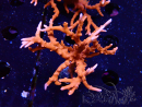 WYSIWYG - JF TNT Anacropora