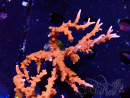 WYSIWYG - JF TNT Anacropora