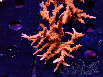 WYSIWYG - JF TNT Anacropora