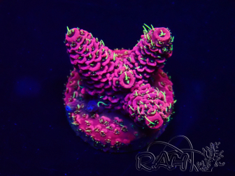 WYSIWYG Acropora millepora Fidji acclimaté led