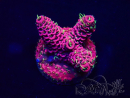 WYSIWYG Acropora millepora Fidji acclimaté led