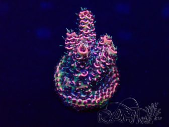 WYSIWYG Acropora acclimaté led