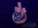 WYSIWYG Acropora millepora  15M2 Mariculture acclimaté led