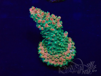 WYSIWYG Acropora akklimatisiert LED