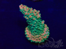 WYSIWYG Acropora 15M3 Mariculture acclimaté led
