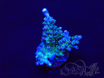 WYSIWYG Acropora tenuis 15M4 Mariculture acclimaté led