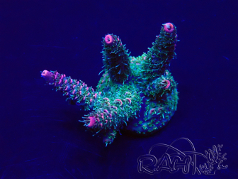 WYSIWYG Acropora Australie acclimaté led