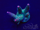 WYSIWYG Acropora Australien akklimatisiert LED
