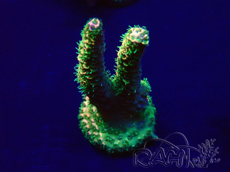 WYSIWYG Acropora Australien akklimatisiert LED