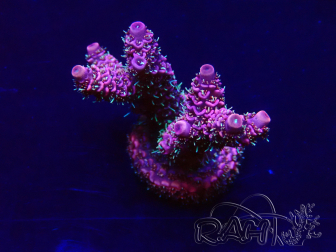 WYSIWYG Acropora millepora  15M7 Mariculture acclimaté led