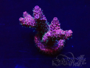WYSIWYG Acropora Maricultura aclimatada led