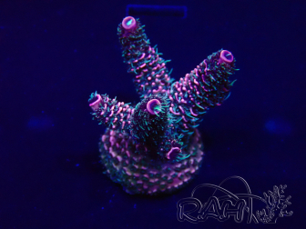 WYSIWYG Acropora millepora Mariculture acclimaté led