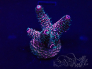WYSIWYG Acropora millepora Mariculture acclimaté led