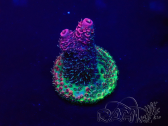 WYSIWYG Acropora Australie acclimaté led