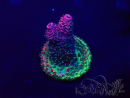 WYSIWYG Acropora hyacinthus 15M9 Mariculture acclimaté led