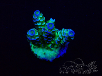 WYSIWYG Acropora tenuis 15M10 Mariculture acclimaté led
