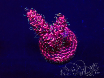 WYSIWYG Acropora Maricultura aclimatada LED