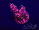 WYSIWYG Acropora Mariculture acclimated LED