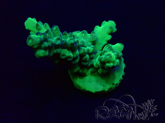 WYSIWYG Acropora Marikultur akklimatisiert LED