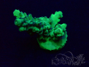 WYSIWYG Acropora Mariculture acclimaté led