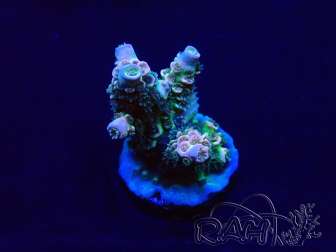 WYSIWYG Acropora Marikultur akklimatisiert LED