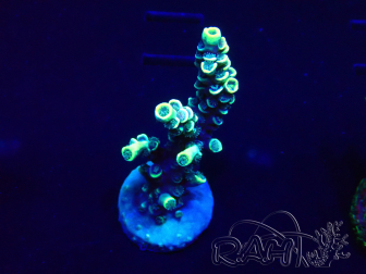 WYSIWYG Acropora Maricultura acclimatata a led