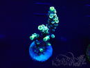 WYSIWYG Acropora Marikultur akklimatisiert LED