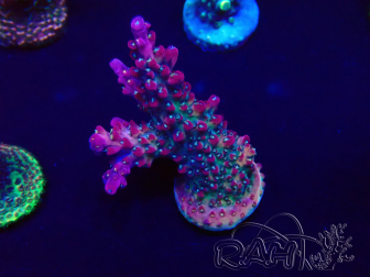WYSIWYG Acropora Marikultur akklimatisiert LED