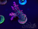 WYSIWYG Acropora Mariculture acclimaté led