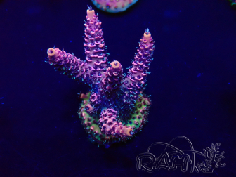 WYSIWYG Acropora acclimaté led