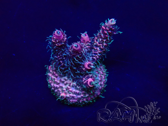 WYSIWYG Acropora akklimatisiert LED