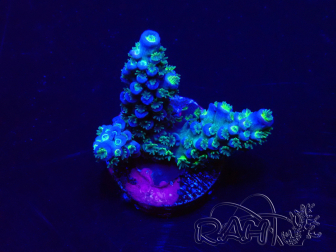 WYSIWYG Acropora tenuis Mariculture acclimaté led