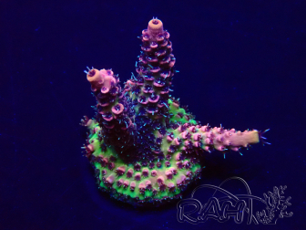 WYSIWYG Acropora Australien akklimatisiert LED