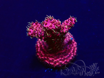 WYSIWYG Acropora 15N9 Mariculture acclimaté led
