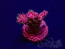WYSIWYG Acropora 15N9 Mariculture acclimaté led