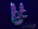 WYSIWYG Acropora Geacclimatiseerde maricultuur LED