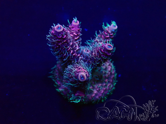 WYSIWYG Acropora Maricoltura acclimatata a LED