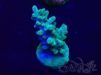 WYSIWYG Acropora Maricultuur geacclimatiseerd LED