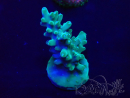 WYSIWYG Acropora granulosa 15N12 Mariculture acclimaté led